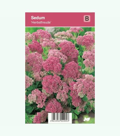 Hemelsleutel (sedum "Herbstfreude") najaarsbloeier