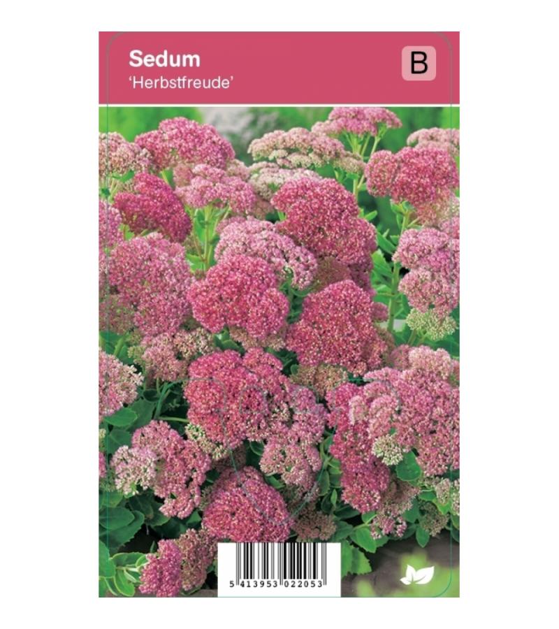 Hemelsleutel (sedum "Herbstfreude") najaarsbloeier
