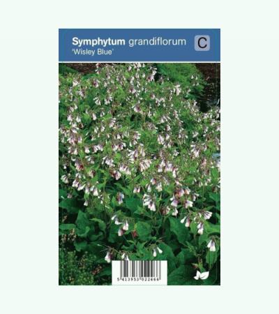 Smeerwortel (symphytum grandiflorum "Wisley Blue") schaduwplant