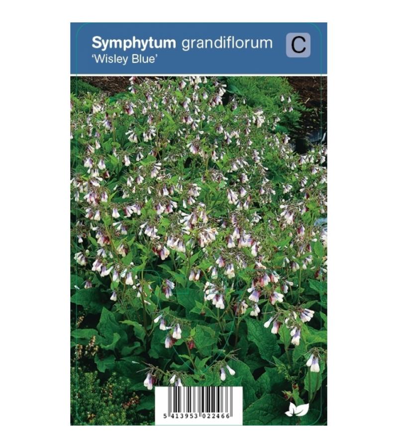 Smeerwortel (symphytum grandiflorum "Wisley Blue") schaduwplant