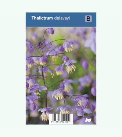 Ruit (thalictrum delavayi) schaduwplant