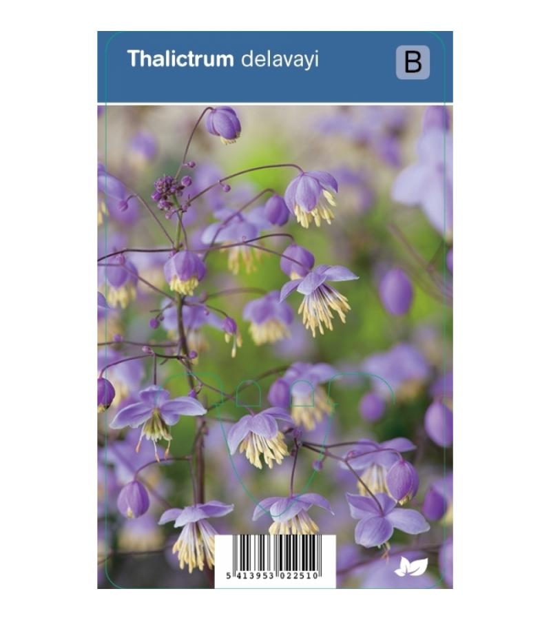 Ruit (thalictrum delavayi) schaduwplant