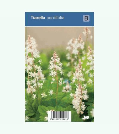 Schuimbloem (tiarella cordifolia) schaduwplant