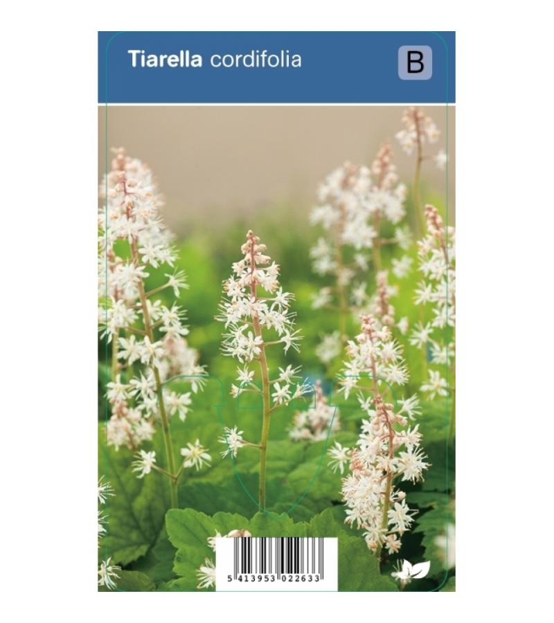 Schuimbloem (tiarella cordifolia) schaduwplant