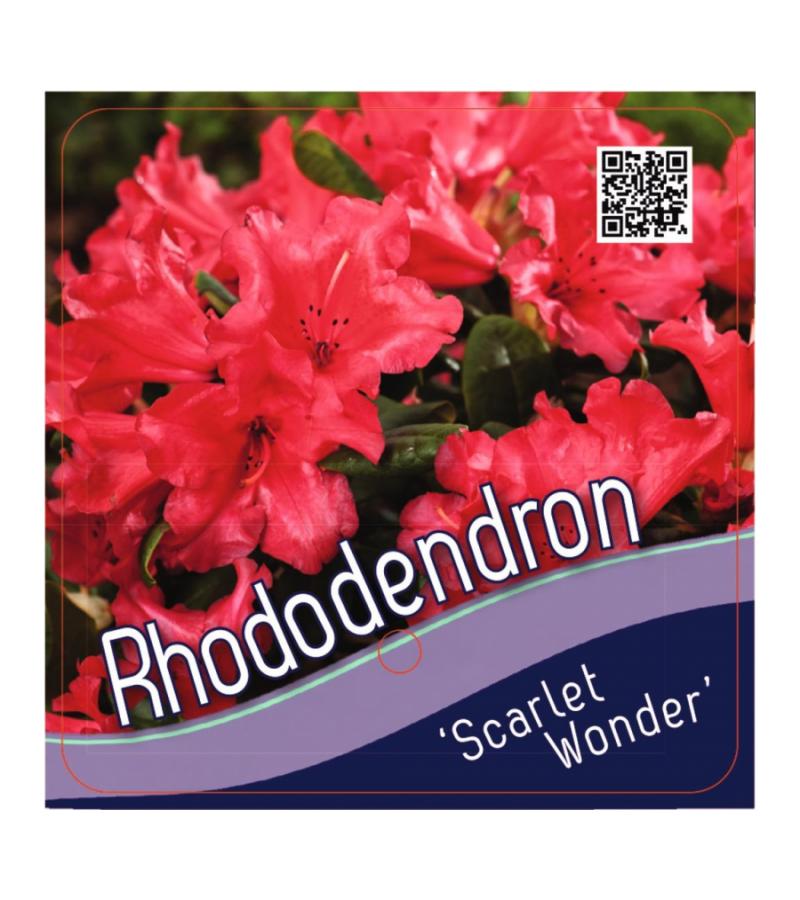 Rododendron (Rhododendron Repens "Scarlet Wonder") heester