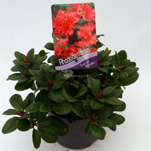 Rododendron (Rhododendron Repens "Scarlet Wonder") heester - 20-25 cm - 1 stuks