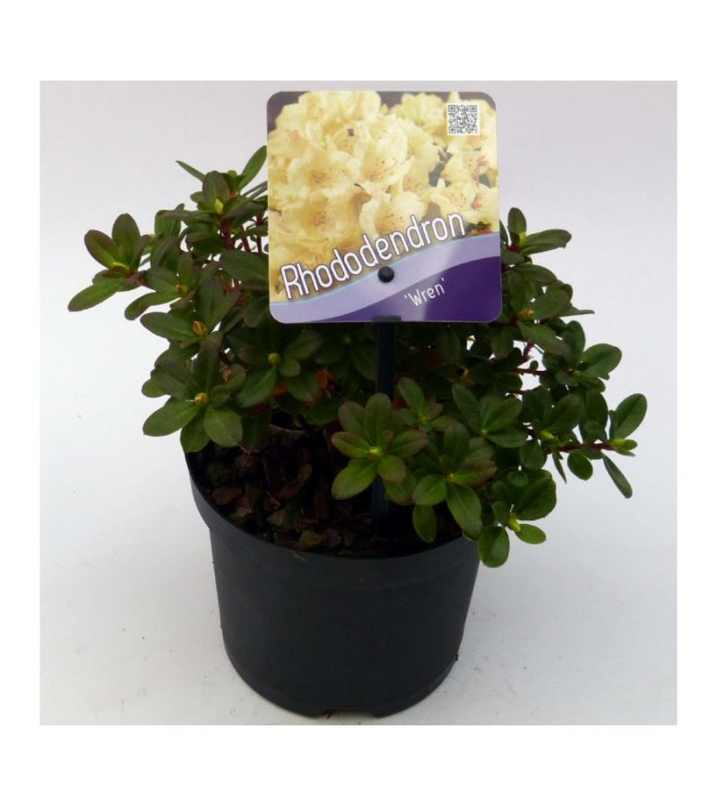 Dwerg rododendron (Rhododendron "Wren") heester