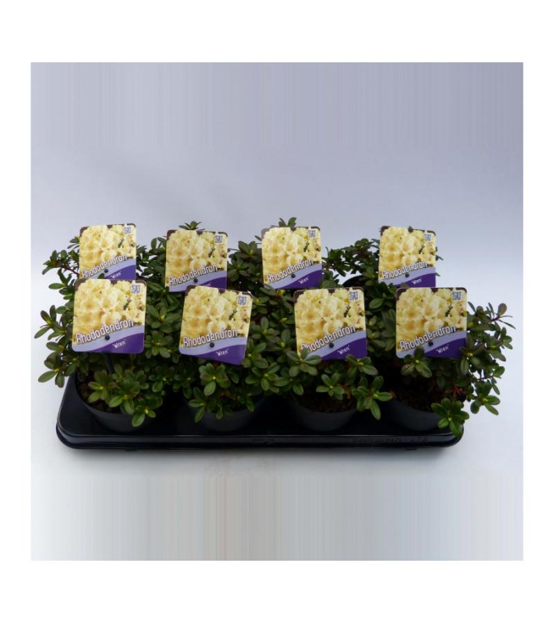 Dwerg rododendron (Rhododendron "Wren") heester