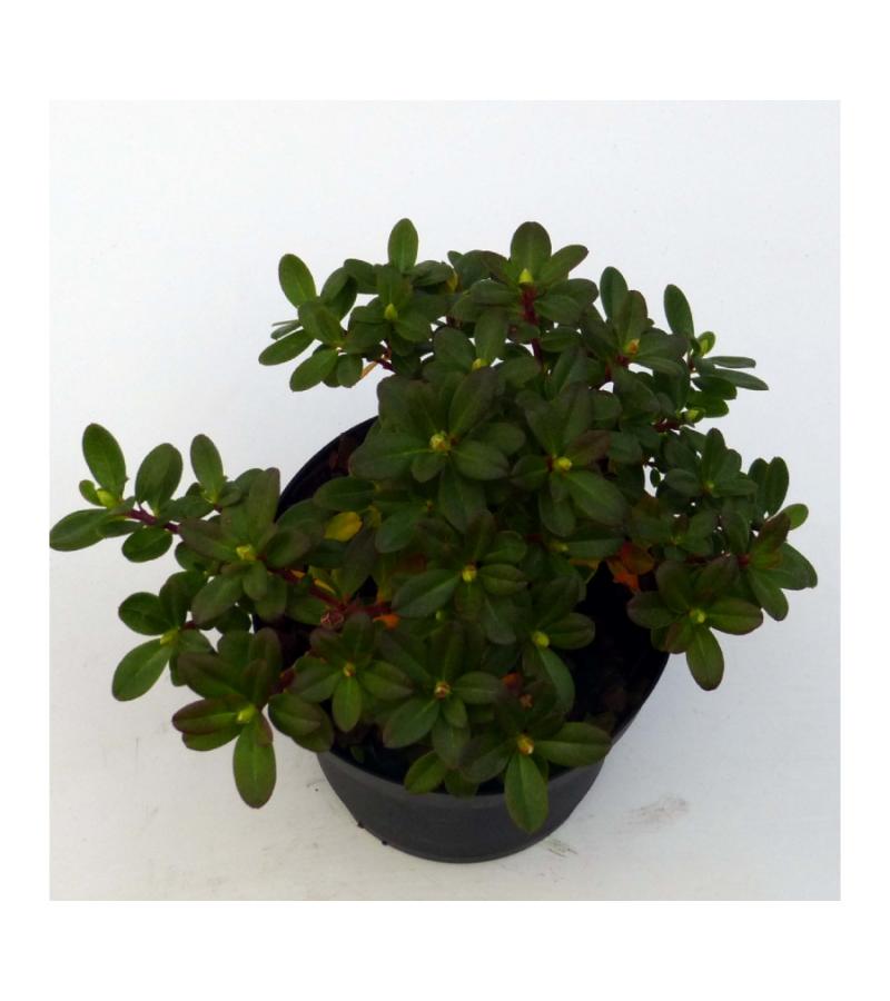 Dwerg rododendron (Rhododendron "Wren") heester