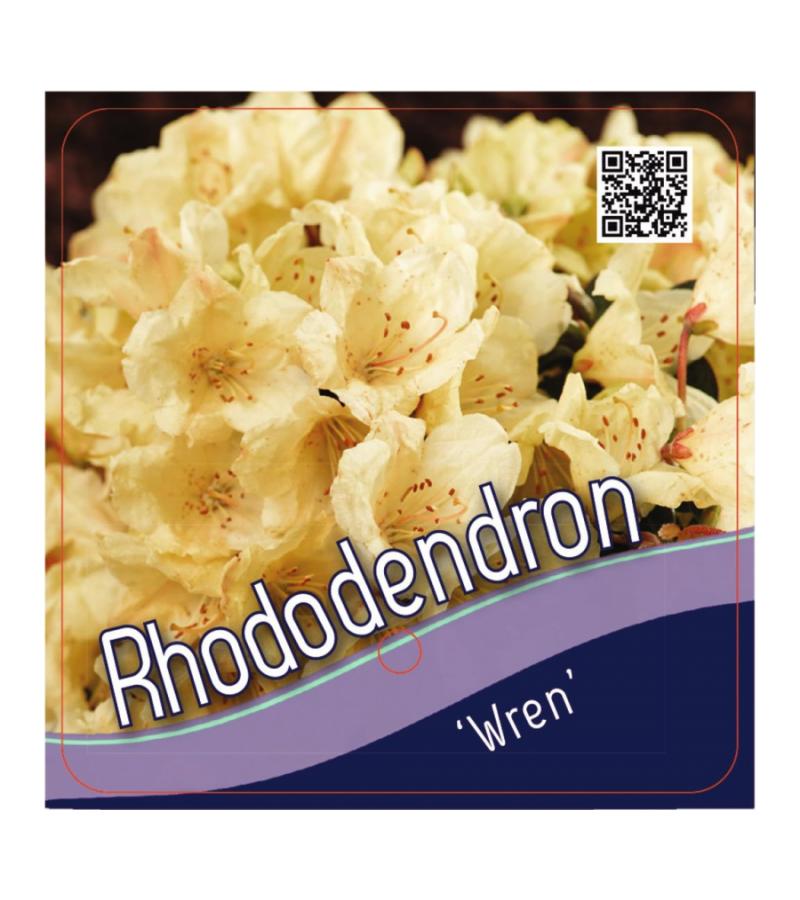 Dwerg rododendron (Rhododendron "Wren") heester