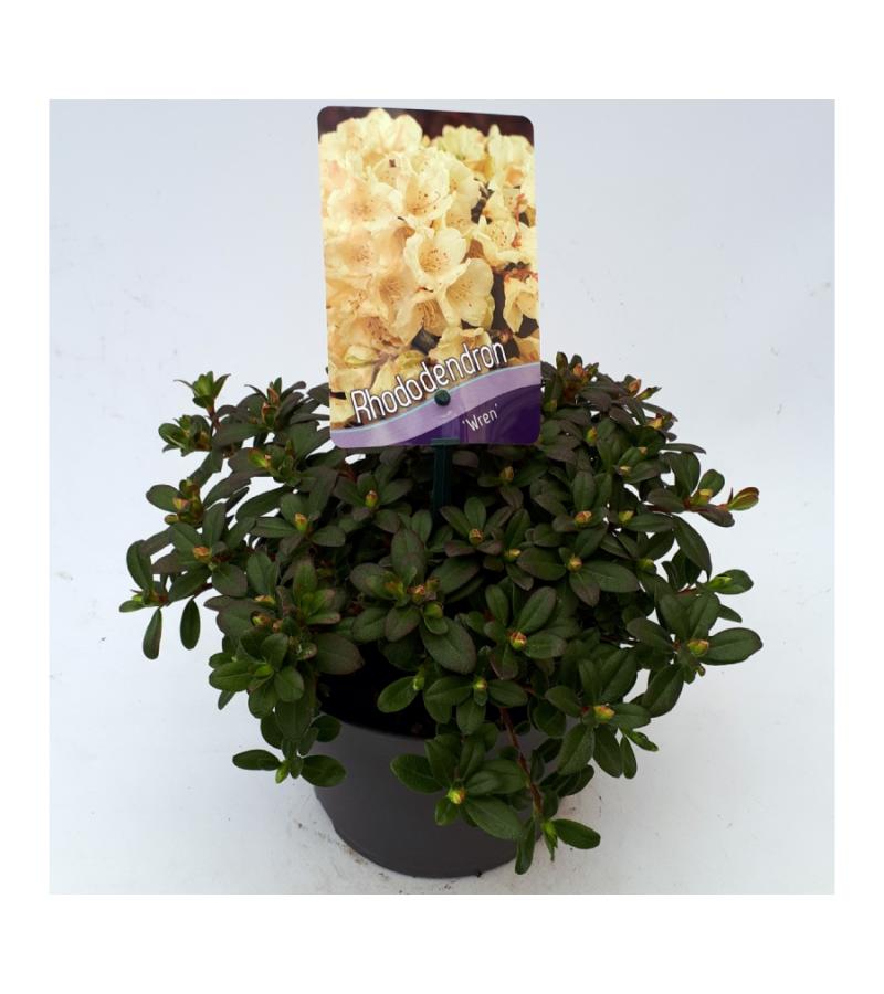 Dwerg rododendron (Rhododendron "Wren") heester