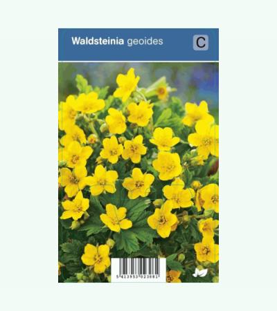 Gele aardbei (waldsteinia geoides) schaduwplant