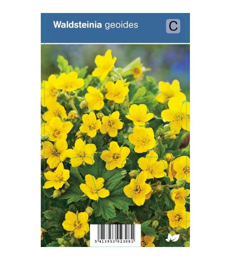 Gele aardbei (waldsteinia geoides) schaduwplant