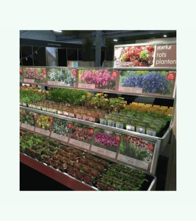 Bieslook (allium schoenoprasum) kruiden