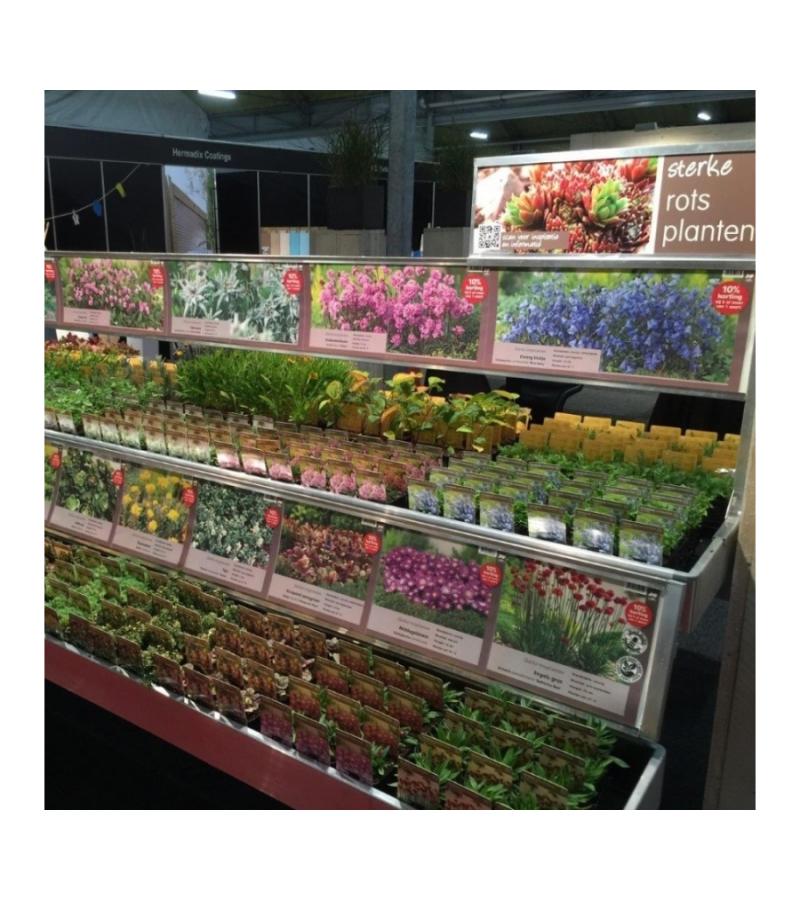 Bieslook (allium schoenoprasum) kruiden