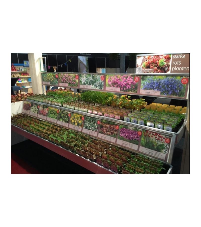 Bieslook (allium schoenoprasum) kruiden