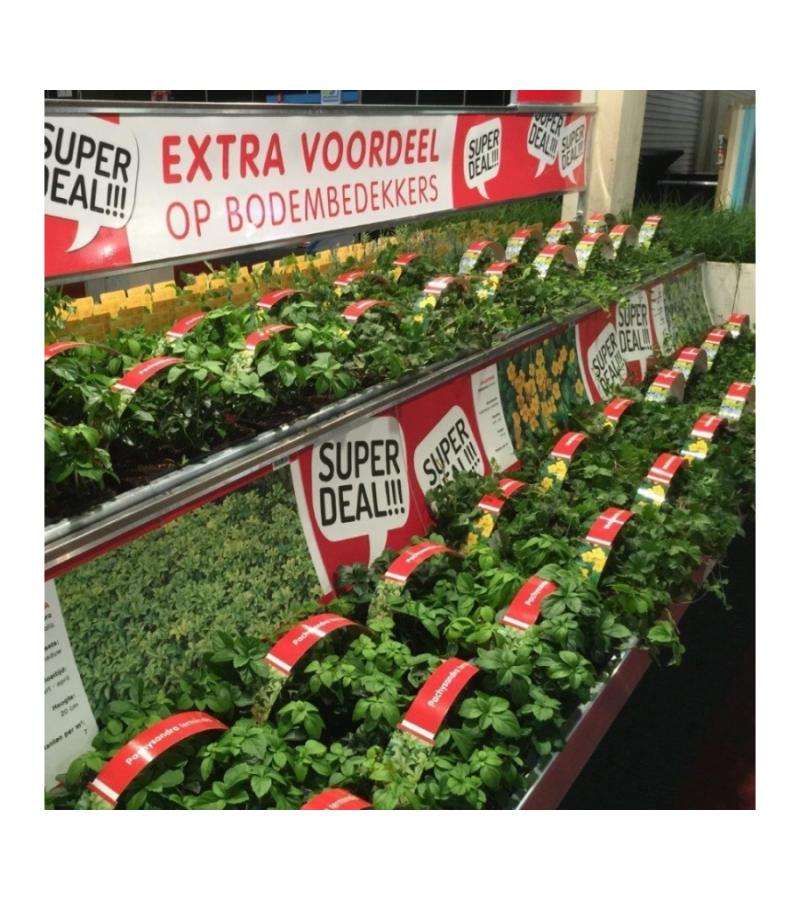 Bieslook (allium schoenoprasum) kruiden