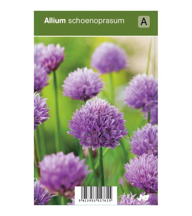 Bieslook (allium schoenoprasum) kruiden