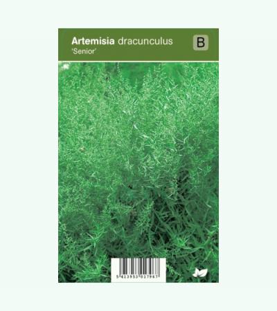 Franse dragon (artemisia dracunculus "Senior") kruiden