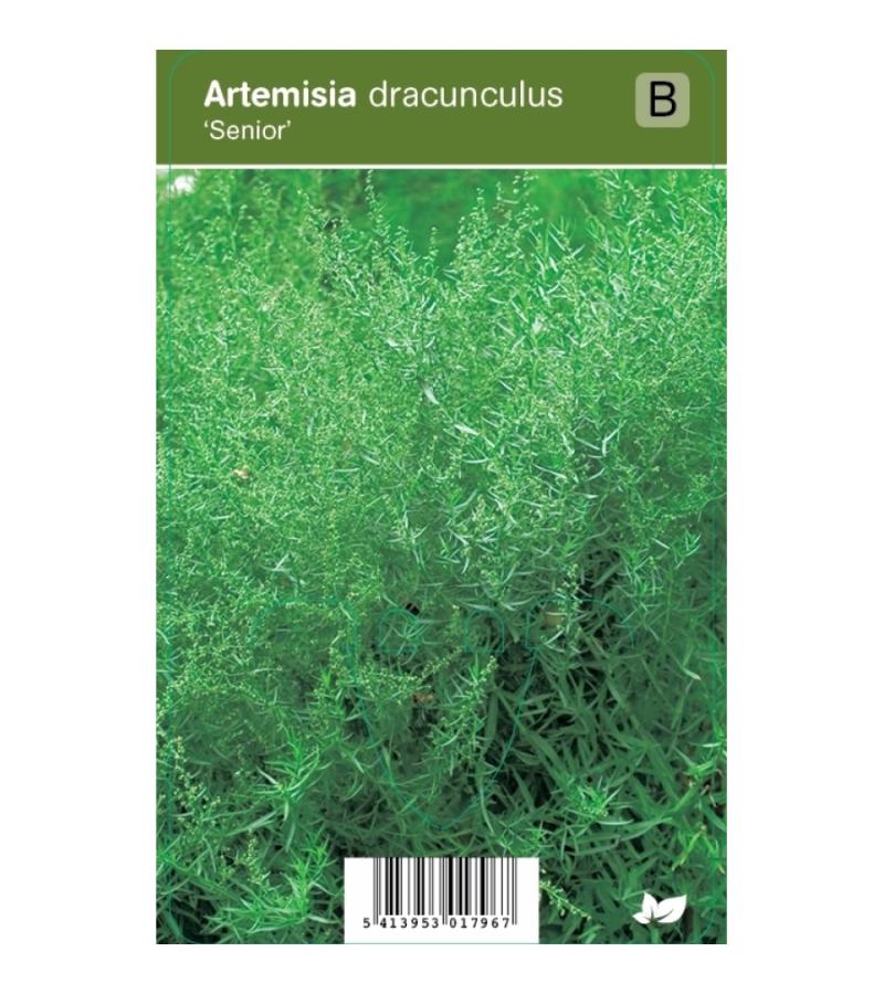 Franse dragon (artemisia dracunculus "Senior") kruiden