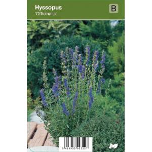 Hyssop (hyssopus officinalis) kruiden
