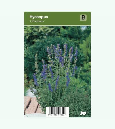 Hyssop (hyssopus officinalis) kruiden