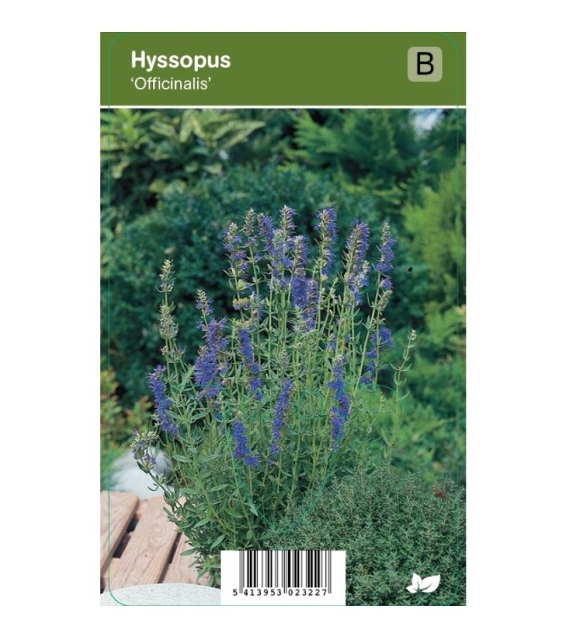 Hyssop (hyssopus officinalis) kruiden