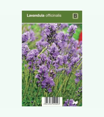 Lavendel (lavandula officinalis) kruiden