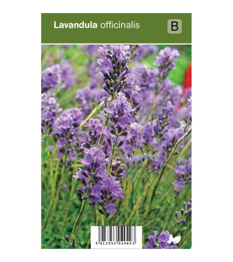 Lavendel (lavandula officinalis) kruiden