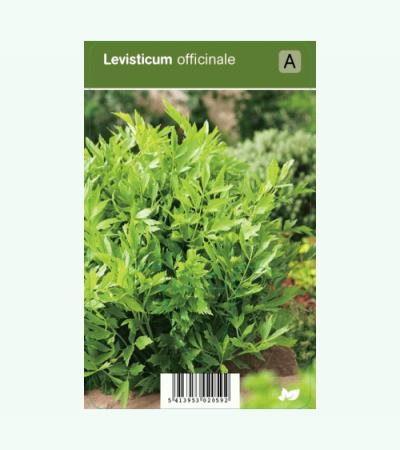 Lavas (levisticum officinale) kruiden