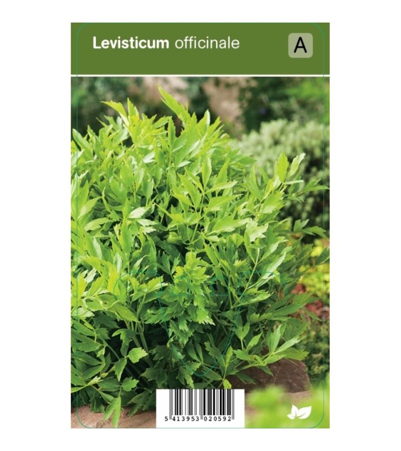 Lavas (levisticum officinale) kruiden