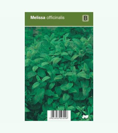 Citroenmelisse (melissa officinalis) kruiden