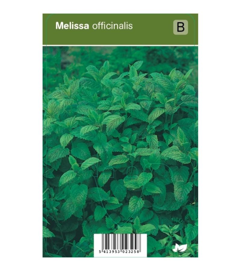 Citroenmelisse (melissa officinalis) kruiden