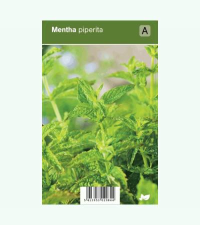 Pepermunt (mentha piperita) kruiden