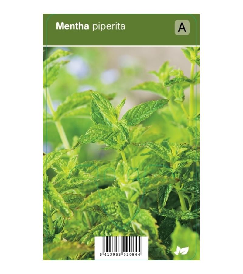 Pepermunt (mentha piperita) kruiden