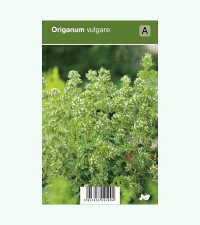 Wilde marjolein (origanum vulgare) kruiden