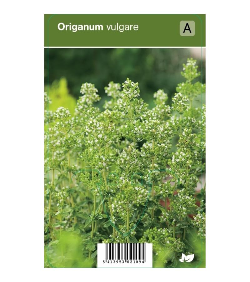 Wilde marjolein (origanum vulgare) kruiden