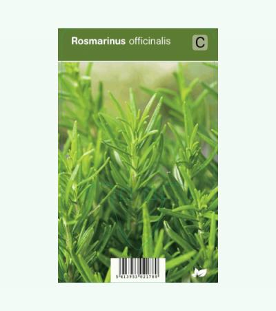 Rozemarijn (rosmarinus officinalis) kruiden