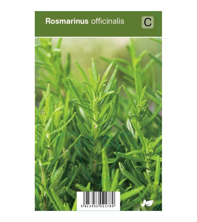 Rozemarijn (rosmarinus officinalis) kruiden