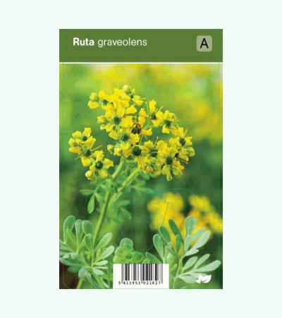 Wijnruit (ruta graveolens) kruiden