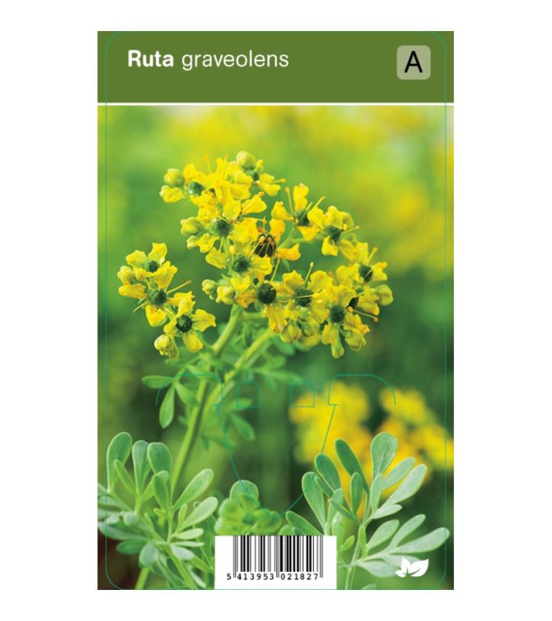 Wijnruit (ruta graveolens) kruiden
