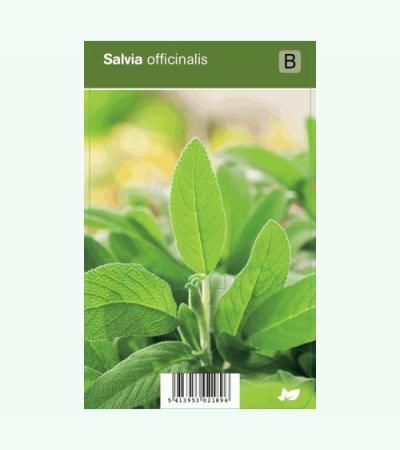Salie (salvia officinalis) kruiden