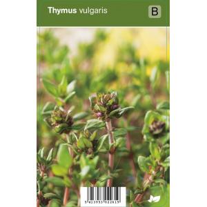 Tijm (thymus vulgaris) kruiden