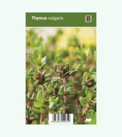 Tijm (thymus vulgaris) kruiden