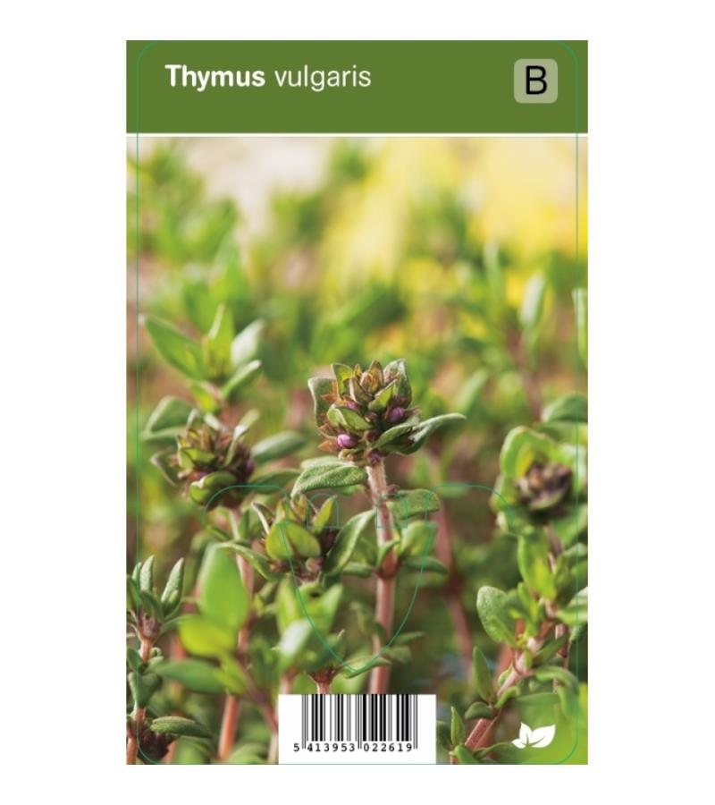 Tijm (thymus vulgaris) kruiden