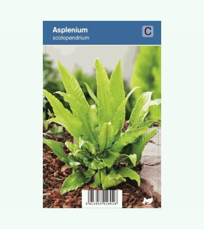 Tongvaren (Asplenium Scolopendrium) schaduwplant