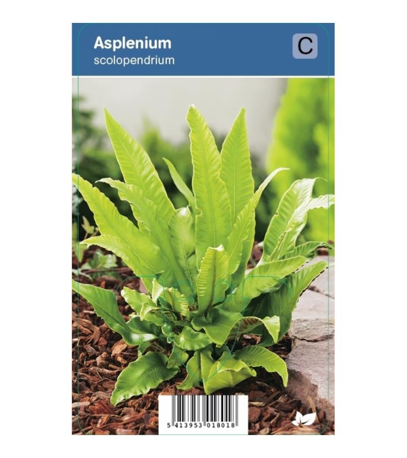 Tongvaren (Asplenium Scolopendrium) schaduwplant