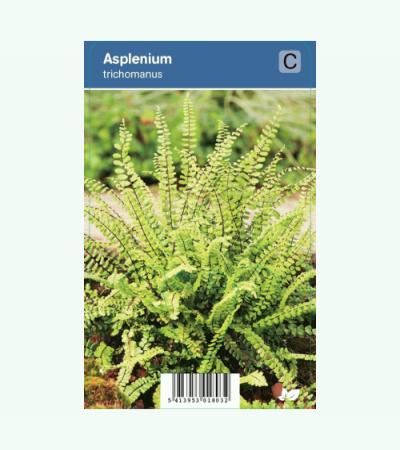 Steenbreekvaren (Asplenium Trichomanes) schaduwplant 