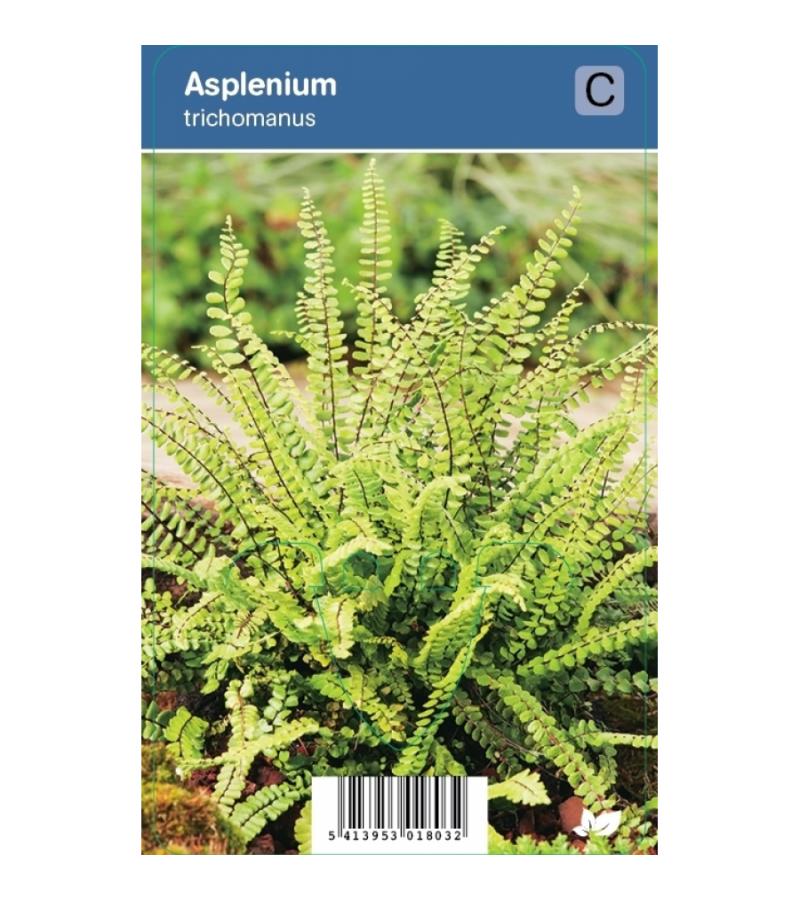 Steenbreekvaren (Asplenium Trichomanes) schaduwplant 