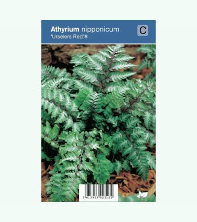 Japanse regenboog (athyrium nipponicum &ldquo;Urselers Red&reg;&rdquo;) schaduwplant